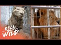 Saving Animals From The Worst Zoo In The World | Real Wild