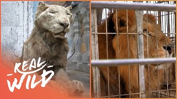 Saving Animals From The Worst Zoo In The World | Real Wild