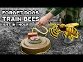 Training bees to detect explosives and drugs like dogs