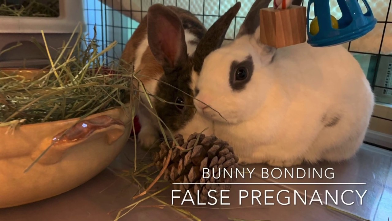 Bunny Bonding - False Pregnancy - Gemelle Channel - Gemelle Channel