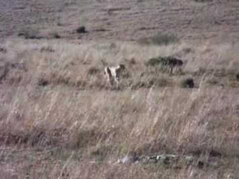 Cheetah on the kill in the Masi with TT and MF in Kenya 2007
