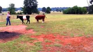 Miniature belted galloway Daisy learning to lead. Oliver miniature acres, come visit our website.
