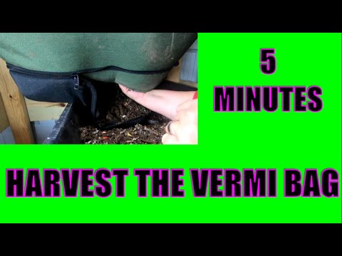 HARVESTING MY COMPOST WORM CFT SYSTEM