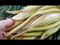 Berkebun buah naga " MENYALA "