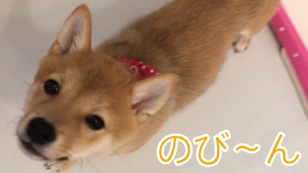 柴犬 豆柴 子犬 生後4ヶ月 麦 のびーん Youtube