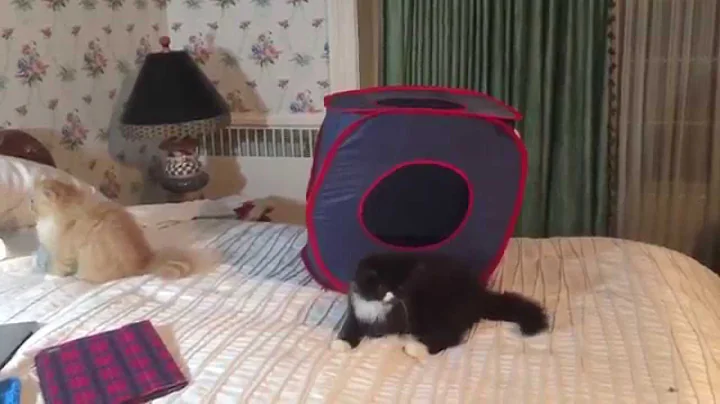 Video 7230601: persian kitten playing, play toys persian, kitty toy, pretty kitty, kitty jumps, kitty love