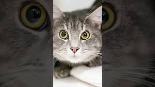 cat's pictures #cat #pictures cat's pictures #cat #pictures