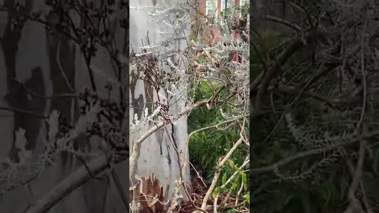 Small Animals as Pollinators in System Garden