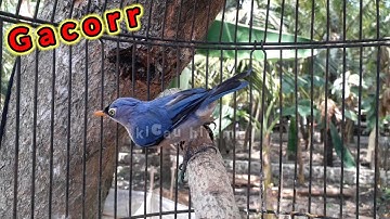 rambatan paruh merah gacor cocok pancing burung bahan & malas bunyi
