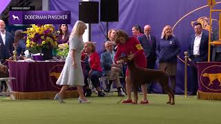 Doberman Pinschers | Breed Judging 2024