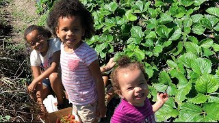 Berry Picking with 3 Little Girls!| Going Natural?!