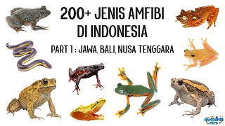 200  Jenis Amfibi di Indonesia | Part 1 : Jawa, Bali, Nusa Tenggara