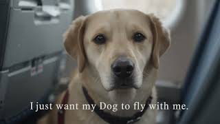 Fake Service Dogs: The Damage They Cause and How to Spot Them