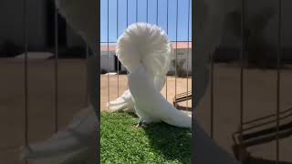 Top 1 buteful fancy pigeon? || #short #viral #trending #top1 #buteful #fancypigeon #ytshorts #viral