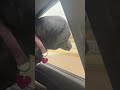 Picking up Mike 3-18-25 #dog #dogs #dogshorts