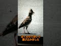 ヒバリさん子育て奮闘中