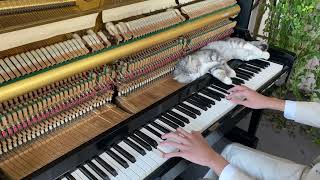 Kimi no toriko for meow | Piano cover meowssage