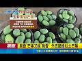 三立獨家｜反差! 玉井黑香芒果有"龍眼味" 客驚豔  夏雪芒果有"土芒果"香氣 果肉吃起來似"愛文"｜記者  洪淑珠 潘建任｜三立新聞LIVE