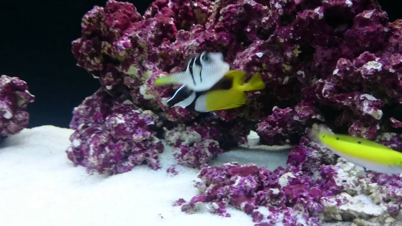 One Spot FoxFace flicking spines