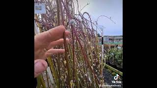 Salix Kilmarnock ( Weeping Williow)