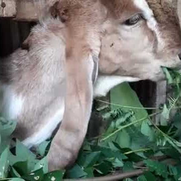 Story WA kambing