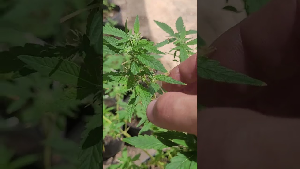 Uma Permanent Marker feminizada soltou saco de polem, sem eu ter feito nada , hermafrodita ou macho