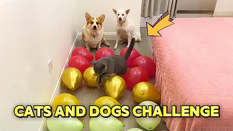 Video 11887511: cat funny pets dog, cat pet fun