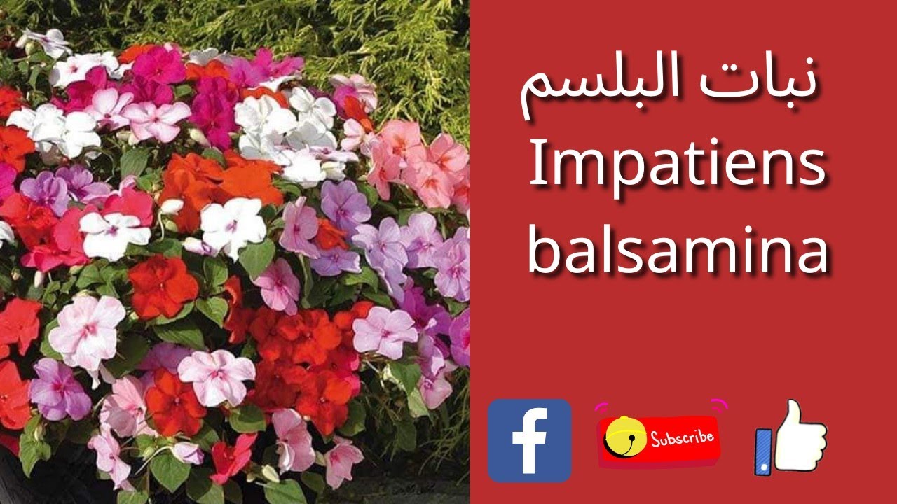 Impatiens balsamina  نبات البلسم من اروع النباتات المزهرة صيفا