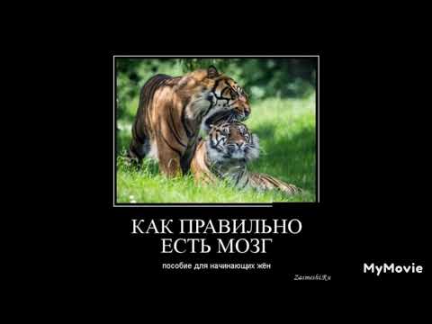 смешные картинки