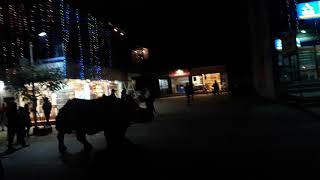 Rhino Poop On Road. Amazing And Cool