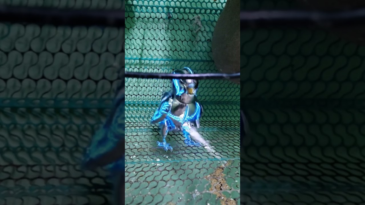 new magic tricks  video shorts 