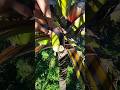 Coconut flower cutting in making Coconut wine 🍷🌴🔪 #wine #coconut #coconutfarming #cutting