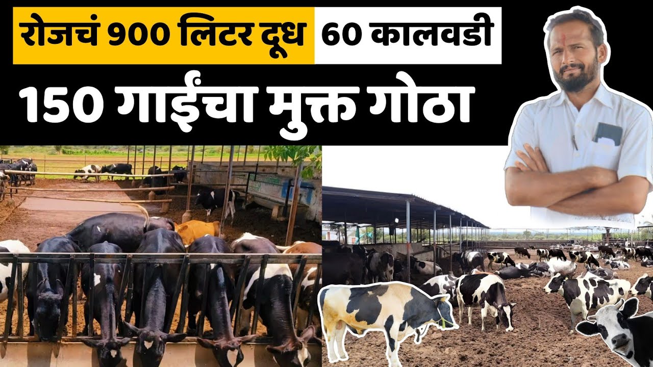150 गाईंचा मुक्त गोठा।रोजचं 900 लिटर दूध।60 कालवडी।बघा कस आहे नियोजन।
