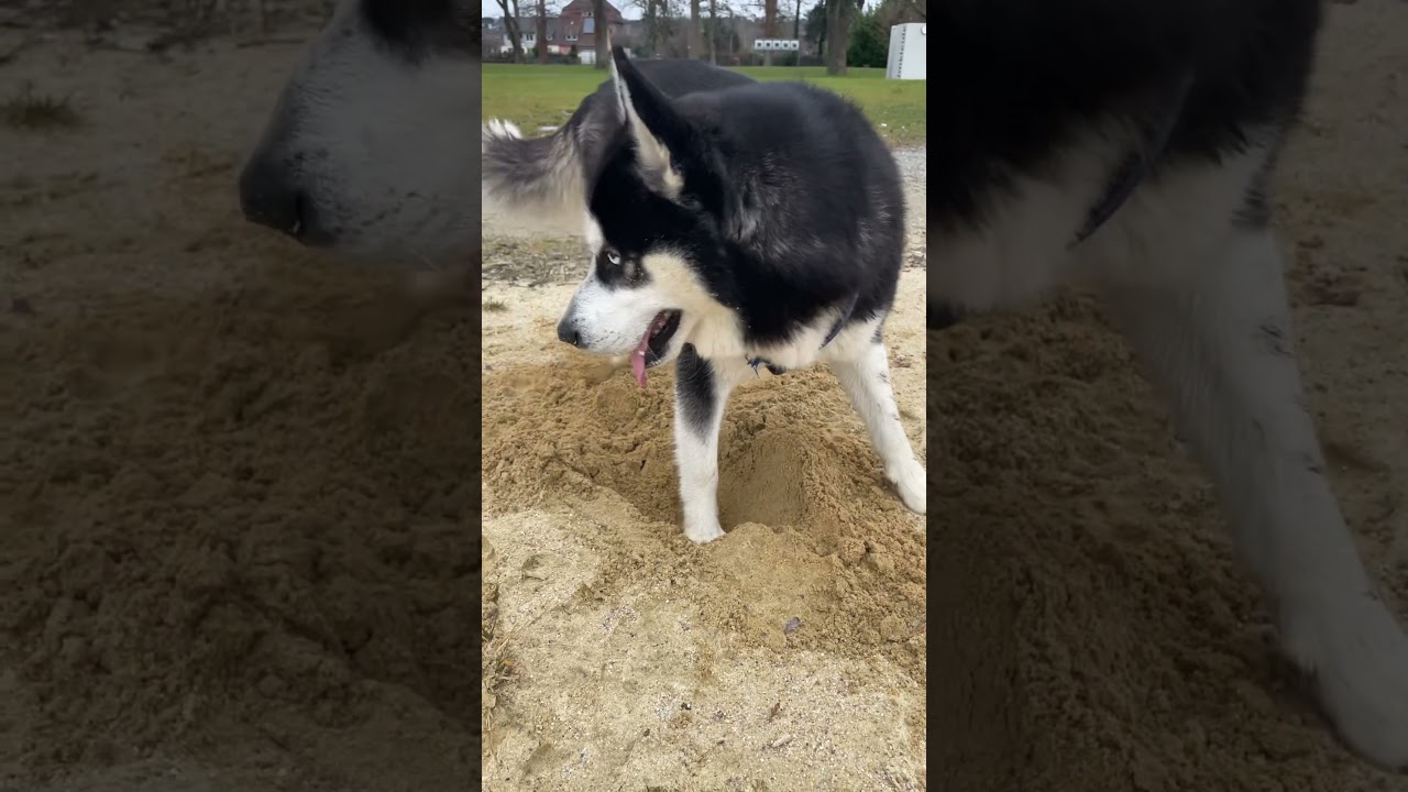 Spielrunde – Rudeltreffen am Bodensee