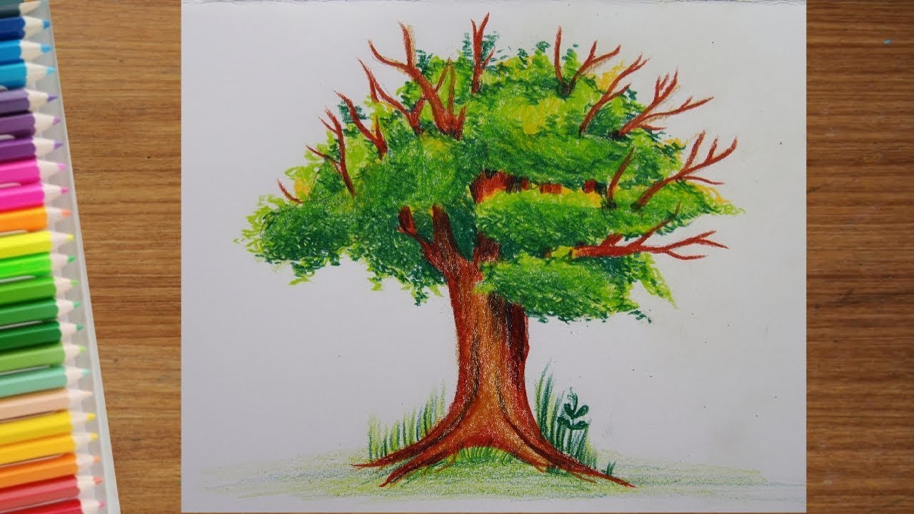 ภาพวาดต้นไม้ สวยๆ (สีไม้) | How To Draw A Tree - Youtube