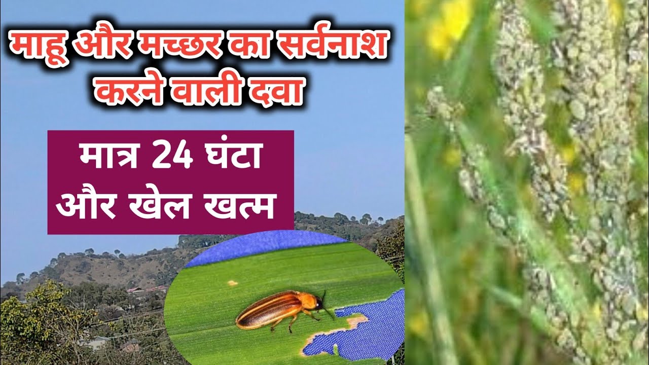 Mahu Insect माहू कीट । Mahu ki davai । रस चूषक किट की दवाई।#insecticide - YouTube