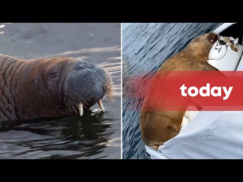 Walrus named Freya