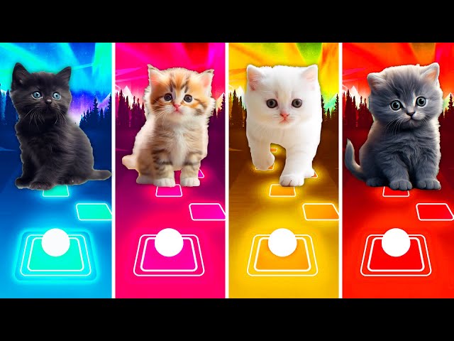 CUTE CATS 👉 BTS DYNAMITE vs HAVANA vs ROAR vs SHAKE IT OFF