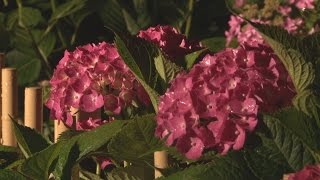 雨ににじむアジサイ 京都の花の寺でライトアップ