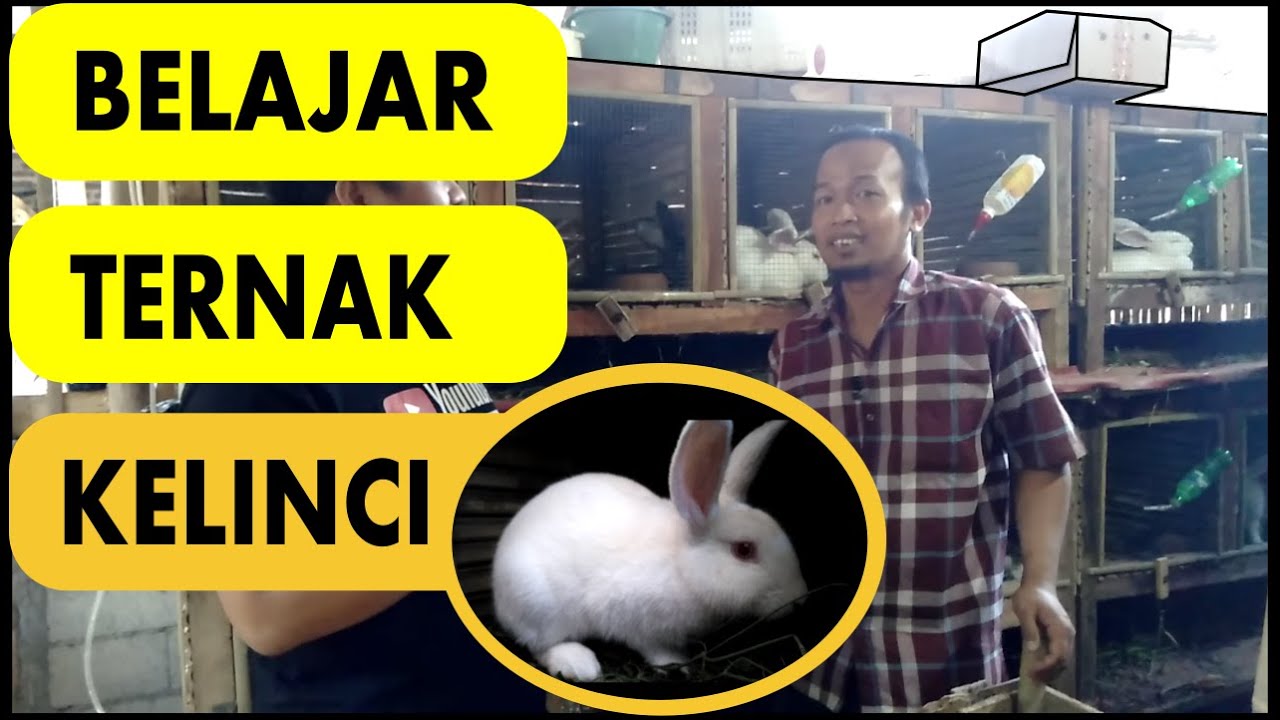 Cara Ternak Kelinci Bagi pemula 