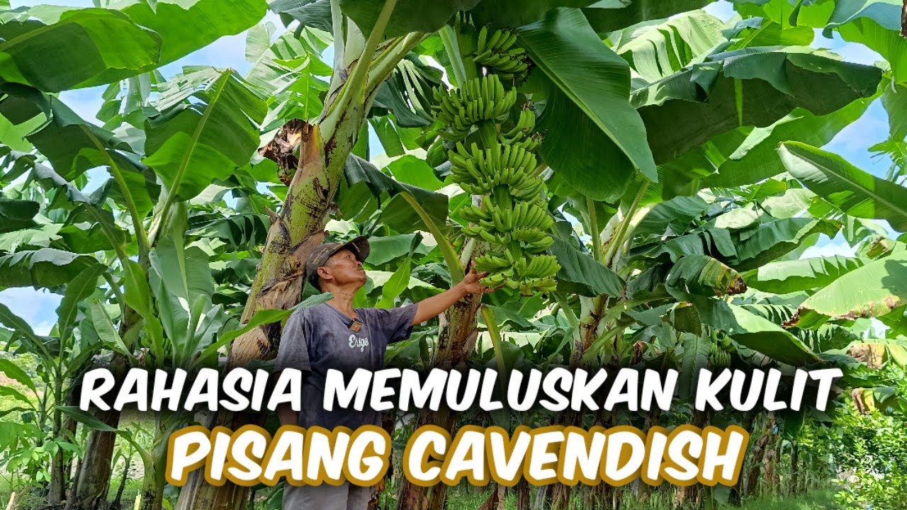 Cara Membuat Pisang Cavendish Mulus & Laku Mahal