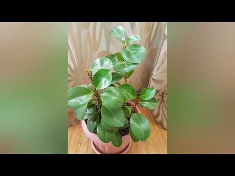 Vídeo: Peperomia Es Va Reduir