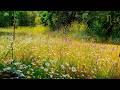 Relaxing nature ambience meditation  8h good morning spring nature therapy meadow healing sounds