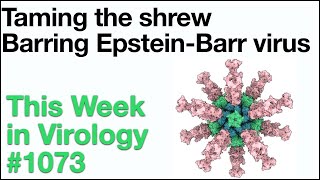 TWiV 1073: Taming the shrew and barring EpsteinBarr virus