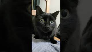 Hello ! I'm Confucius !👋 I'm French 🇫🇷 What about you ? #blackcat #minipanther Hello ! I'm Confucius !👋 I'm French 🇫🇷 What about you ? #blackcat #minipanther