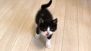保護1日目で先住猫と会わせろと鳴く子猫