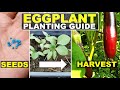 Paano magtanim ng talong?|Eggplant planting guide|Eggplant from seeds to harvest|FoodGardenPh