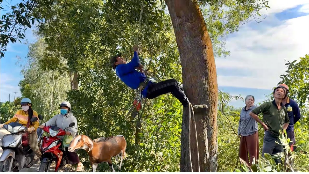 nhìn thóc cả tim chú tính cưa cây tràm bự có nhiều dây điện # Bangcuacay 