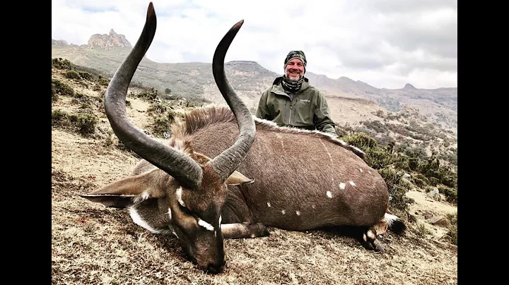Mountain Nyala in Ethiopia