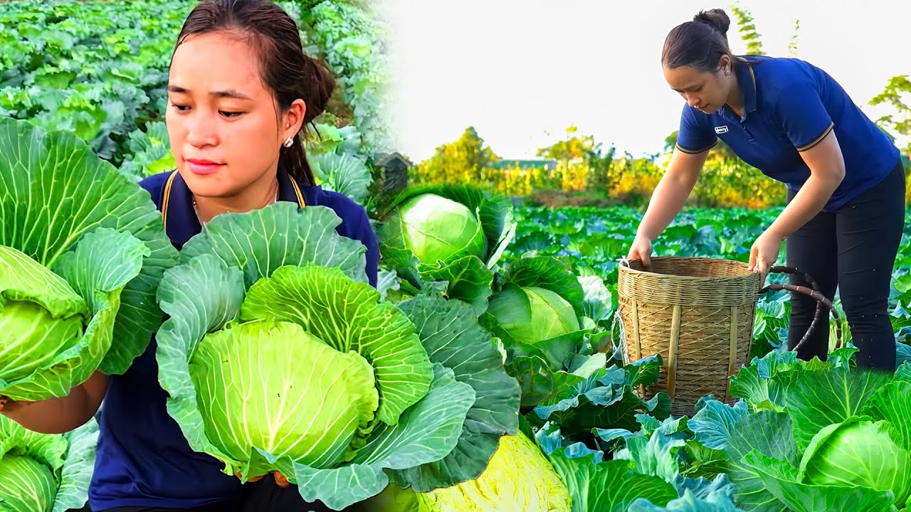 畑のキャベツを収穫して、竹の水道で家に水を引く一日
